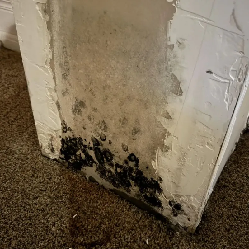 Professional Mold Removal in Middletown, RI